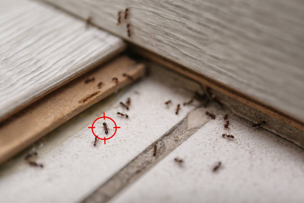 Best Ant Control Services  in Apopka, FL