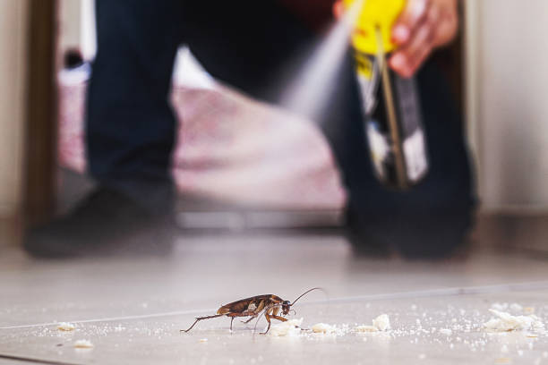 Best Wasp Removal Services  in Apopka, FL
